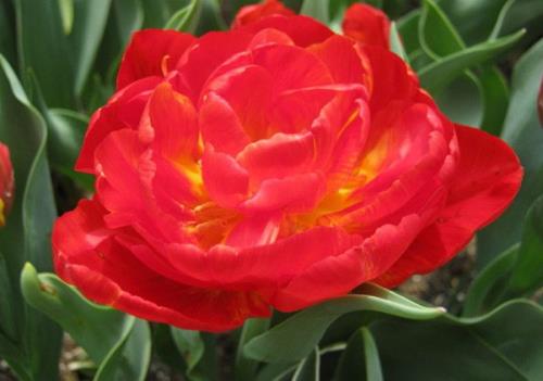 立夏的微信说说心情