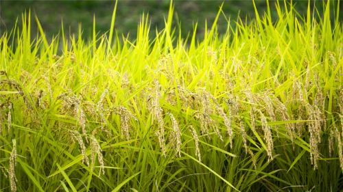 十字以内霸气励志语录