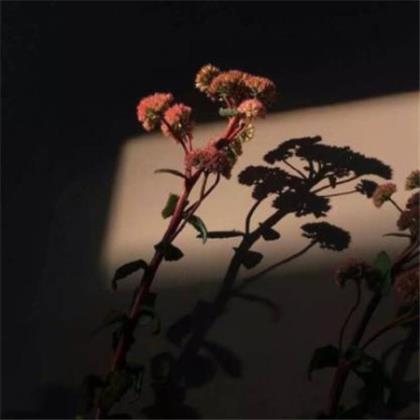 心灵鸡汤经典语录