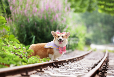 女孩名字大全八字起名1230个