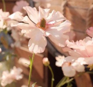 ​优美伤感句子85条