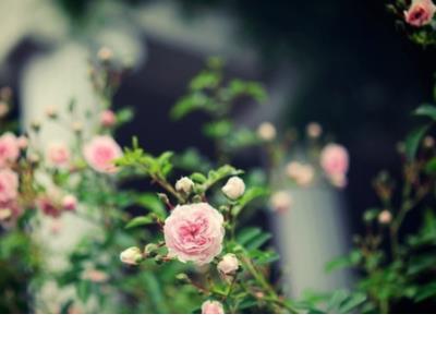 一句话打动人心爱情