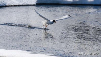 ​群鸟飞过湖面动静描写句子（8句群鸟飞过湖面写一段话）