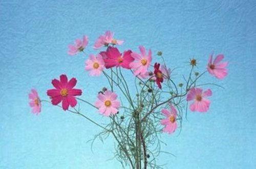 【热门】唯美经典句子摘录30条