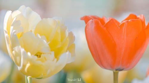 描绘冬日阳光温暖人心的句子