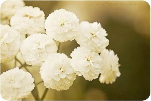 描写桃花和露珠的句子