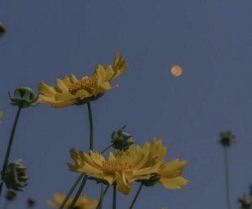 ​清明节伤感寄语大全(精选98句)