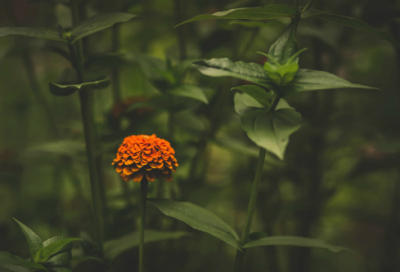 ​元宵节适合发朋友圈的祝福语(元宵节发朋友圈的句子)