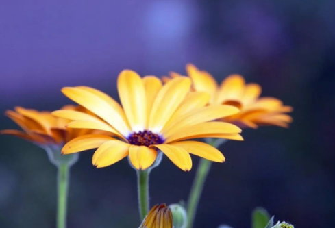 1688377444602417.png image.png