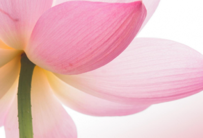 ​爱情优美的句子135句（精选推荐）