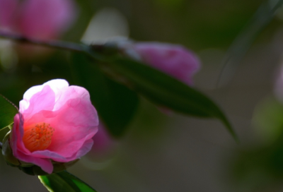 ​关于七夕爱情文案 关于七夕爱情的文案(精选229句)