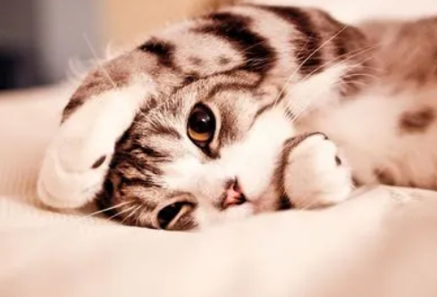 1690380139897422.png image.png