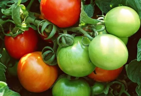 1690435169915526.png image.png