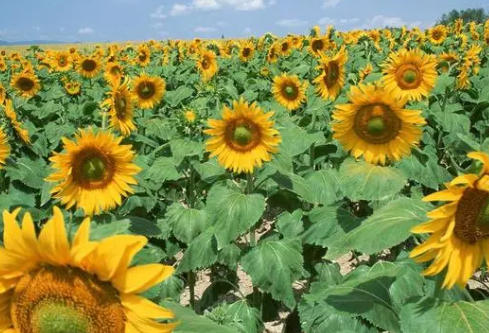 1690441349923833.png image.png