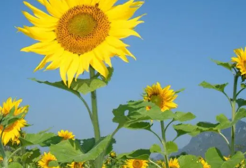 1690546053117501.png image.png