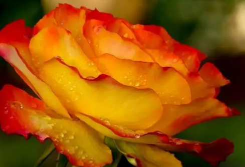 1690550343868856.png image.png