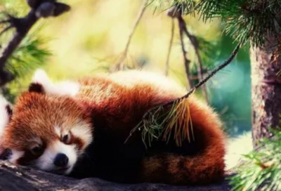 ​励志的句子经典语句长风破浪会有时的意思