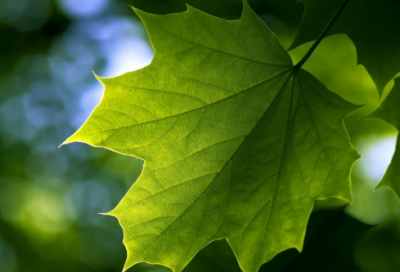 ​描写寄人篱下的经典句子