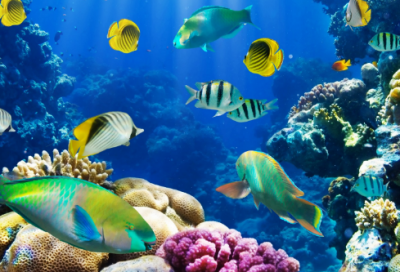 ​霸哥语录经典语录