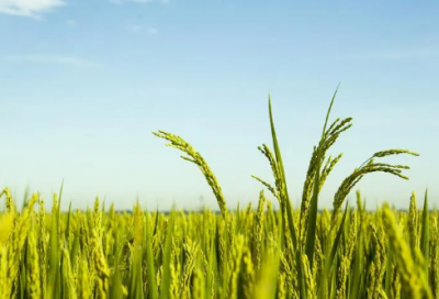 ​八一建军节经典语录 【八一建军节霸气短句】