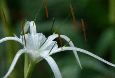 ​悉达多经典语录 【悉达多经典段落】