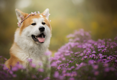 ​对家的感悟经典语录 【对家的感悟经典语录短句】