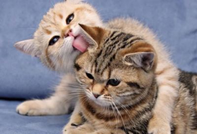 ​经典清明节祝福语大全 【清明祝福语句简短唯美】