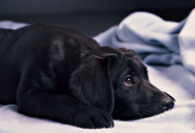 ​一年级家长寄语_寄语 【一年级家长寄语经典】