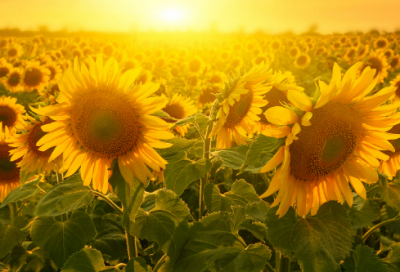 ​毕淑敏散文经典语录 【毕淑敏散文经典语录有哪些】