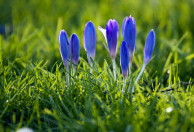​城南旧事经典语录 【林海音城南旧事经典语录】