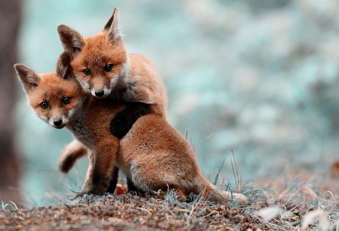 1690928372143574.png image.png