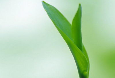 ​何其芳经典语录 【何其芳的感情经历】