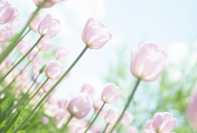 ​关于摘草莓有所收获的的好心情说说