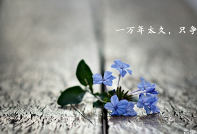 ​关于灰太狼的爱情说说（精选推荐）