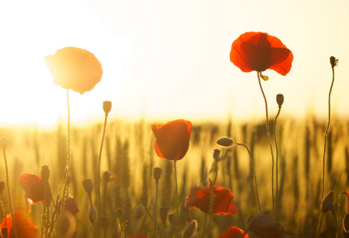 1711985799407974.png image.png