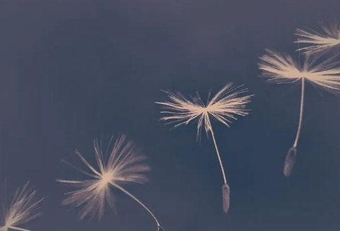 1711987295830334.png image.png