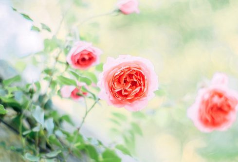 1711988459978384.png image.png