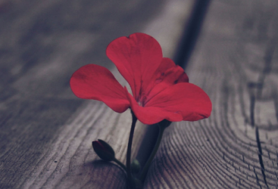 ​清新好听温柔女生网名(362个)