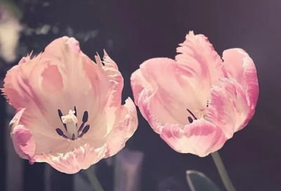 ​温柔仙气的五个字女生网名(318个)