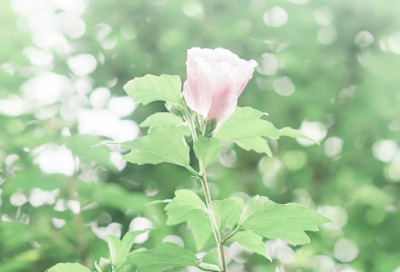 ​男生小开头的三字网名(精选375个)