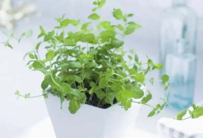 ​怪咖奇葩幽默网名(341个)