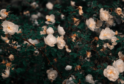 ​葬爱家族霸气网名(共102个)