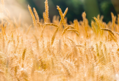 ​带符号的两个字网名(95个)