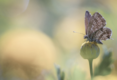 ​微博可爱有趣的名字(92个)