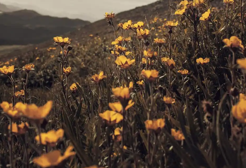 1767509129656383.png image.png