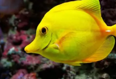 ​廉政格言警句81句