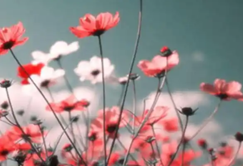 1779499817473406.png image.png